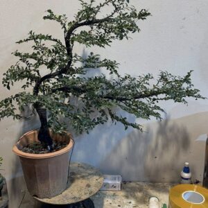 Cây tùng đen mẫu 02