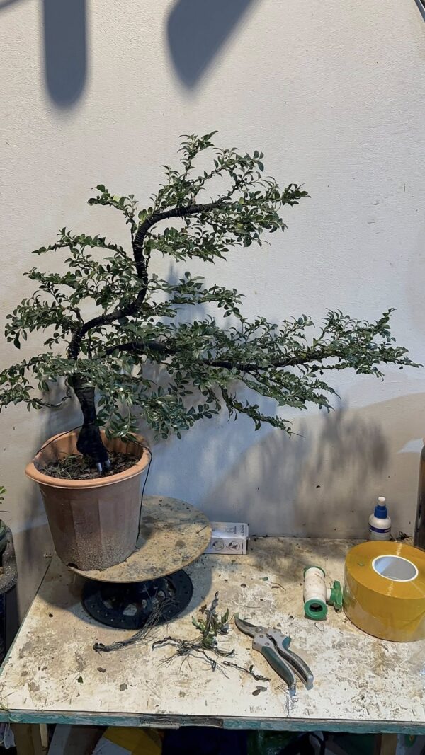 Cây tùng đen mẫu 02